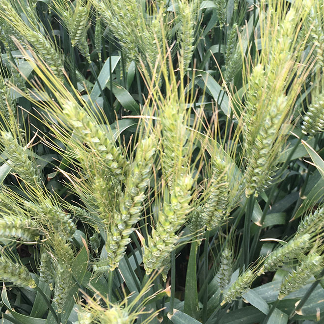 close-up-of-titanium-wheat-heads