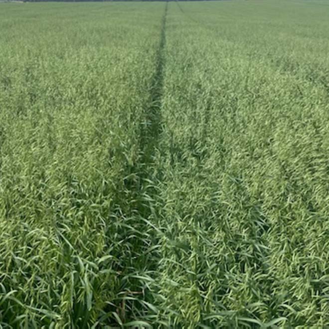 Graza 88 forage oats growing in a field.